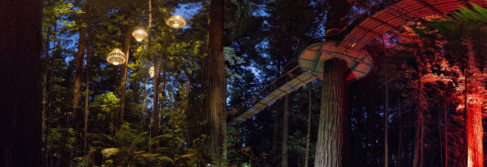 Redwoods Treewalk Night
